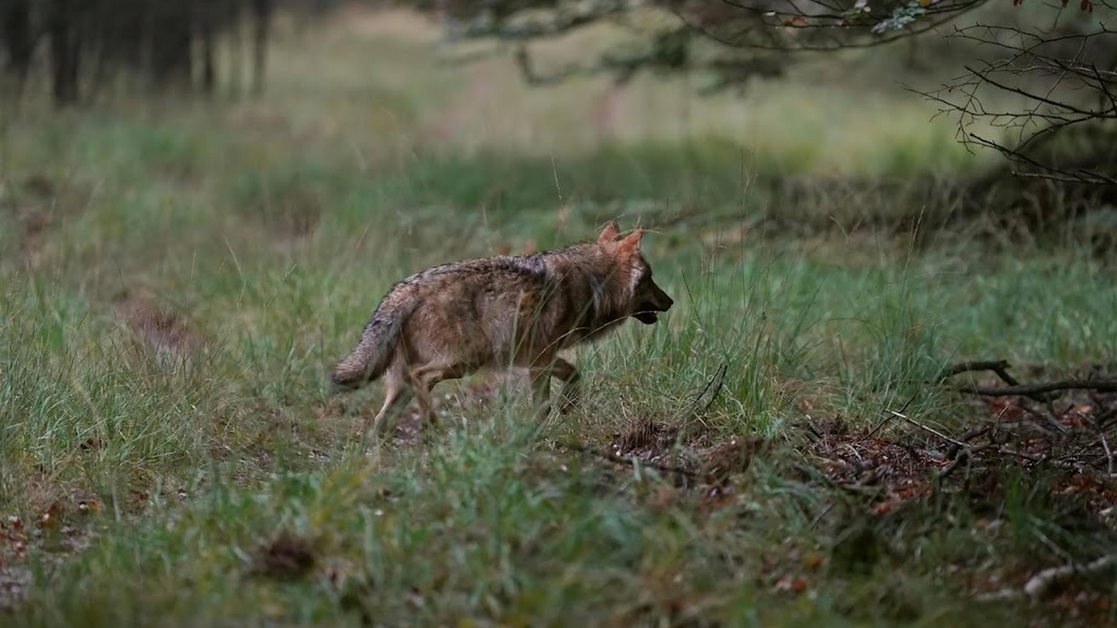 Leids poeponderzoek toont aan: wolven eten liever wilde dieren dan schapen