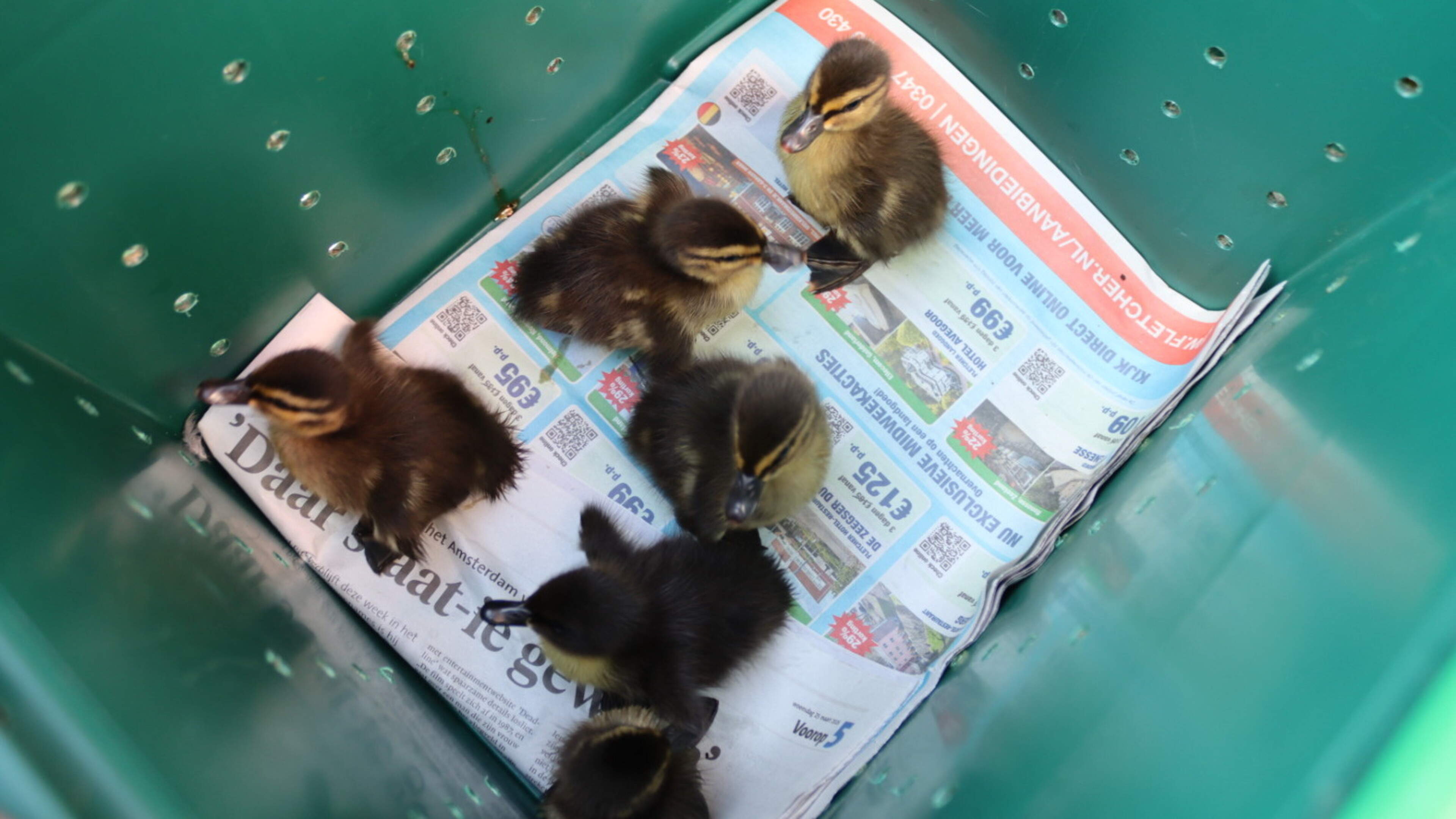 Dierenambulance redt babyeendjes na aanrijding op N206 tussen Katwijk en Noordwijk. Dierenambulance redt babyeendjes na aanrijding op N206 tussen Katwijk en Noordwijk.