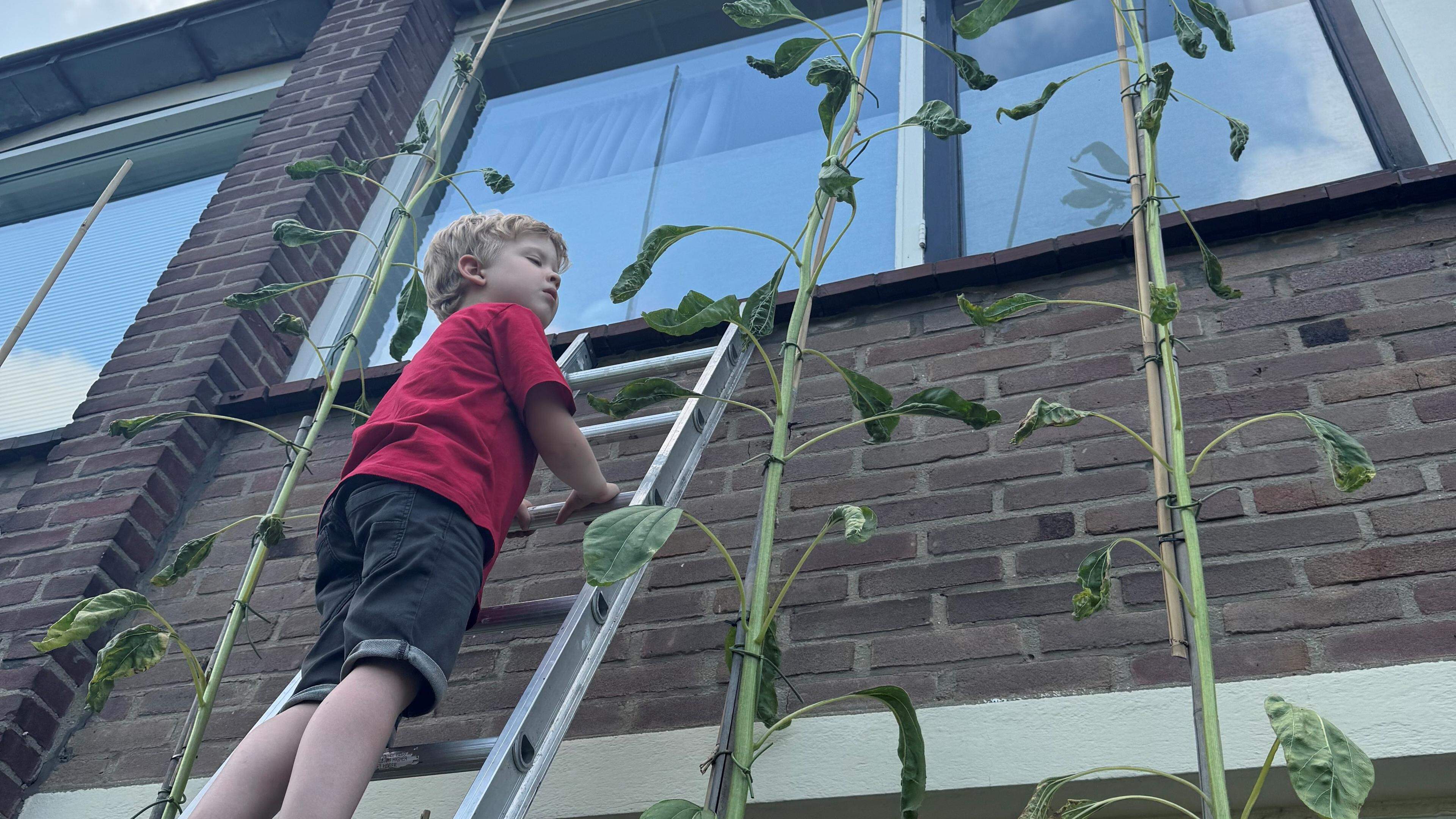 Floris (5) heeft een megazonnebloem gekweekt
