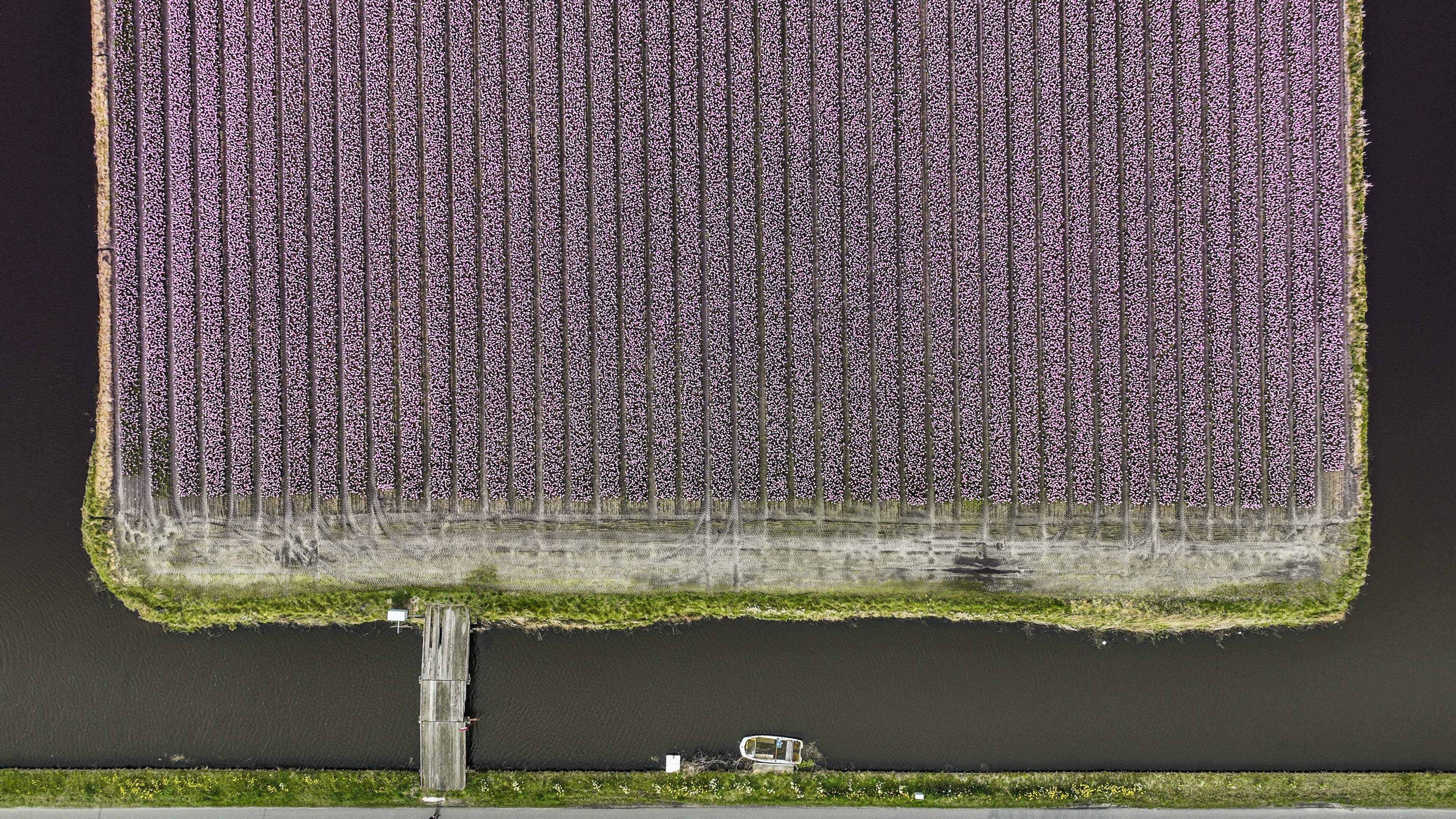 Halving of subsidy threatens future of Greenport Duin- en Bollenstreek: 'Only in the Bollenstreek are we just scraping by'