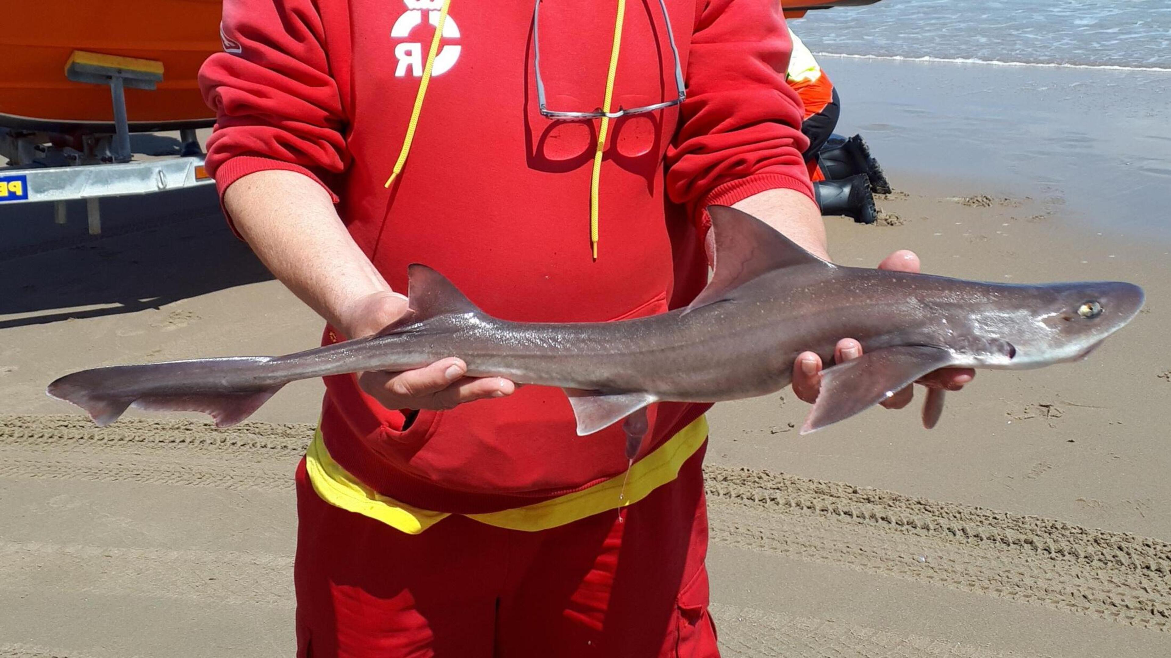 Levende zandhaai aangetroffen op strand van Noordwijk