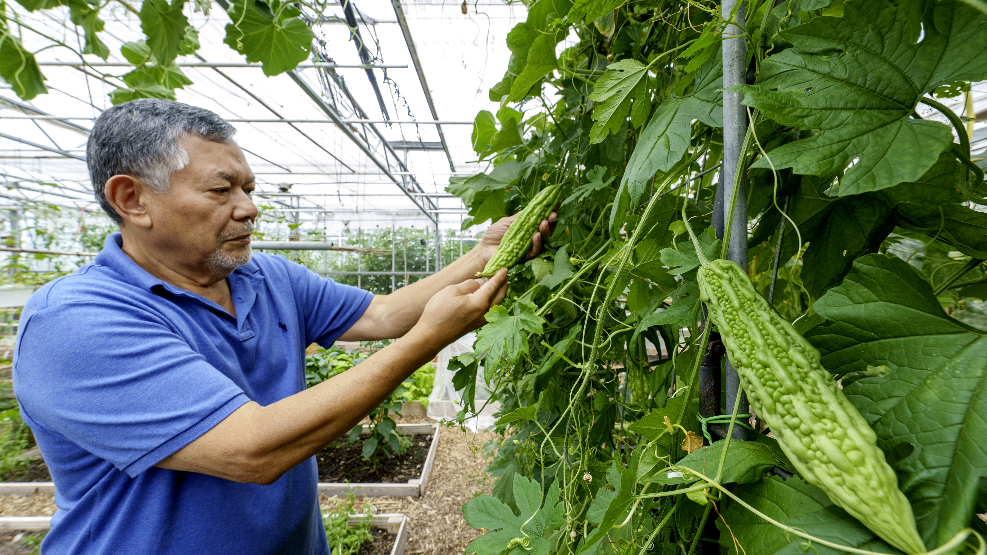 Tomaten, pompoenen, maar ook hete Indonesische pepers: Indoorvolkstuin Rijnsburg is een geslaagd exp
