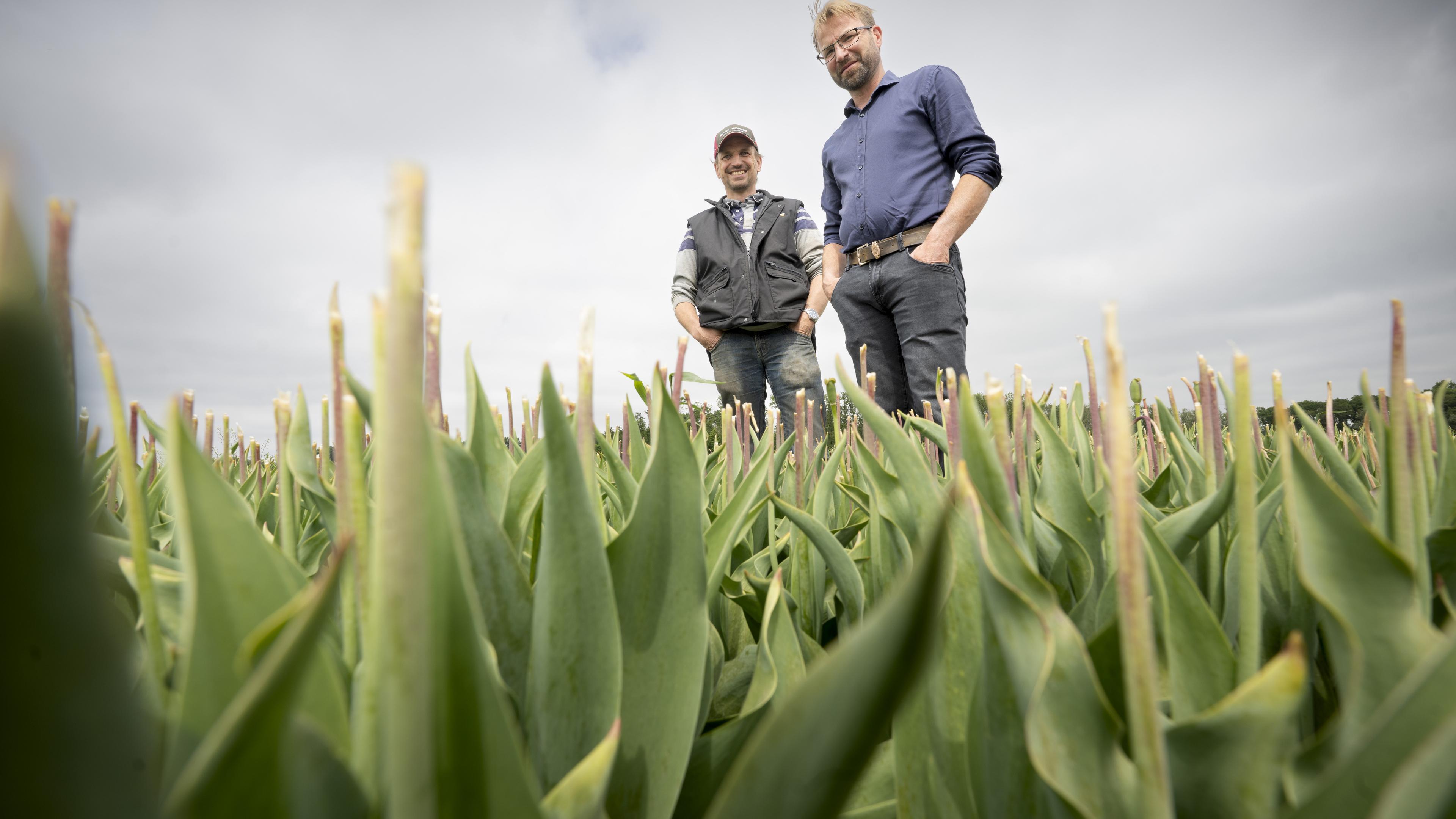 Tulpenkwekers moedeloos van Haarlemse beschuldigingen gebruik chemische middelen. ’Het lijkt wel of
