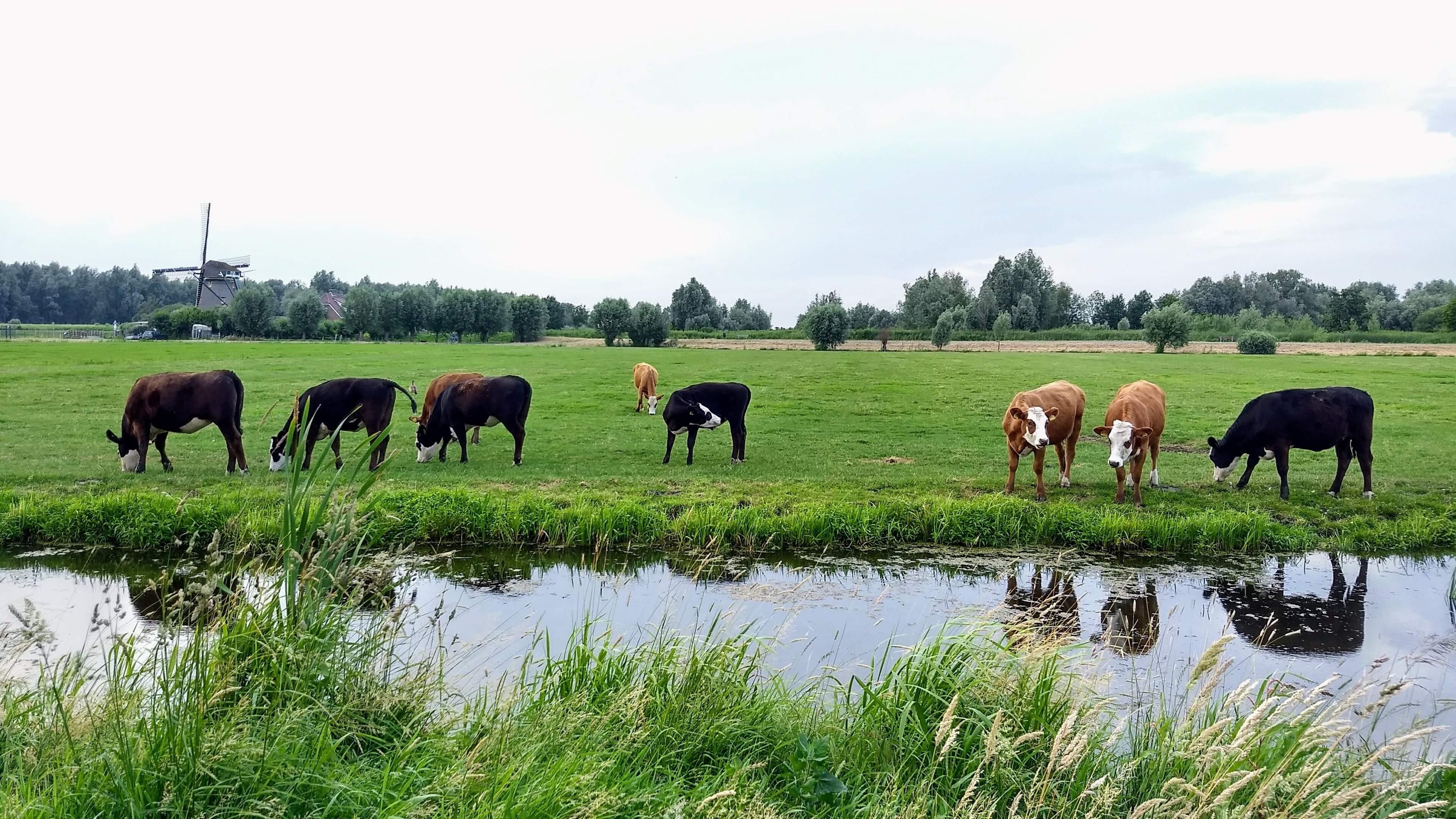 ’Typisch Leidse’ blaarkoppen dreigen ook te verdwijnen